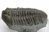 Long Prone Flexicalymene Trilobite - Mt Orab, Ohio #224957-1
